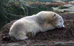 Isbjörnen Knut. Foto: trespassers william/Flickr 