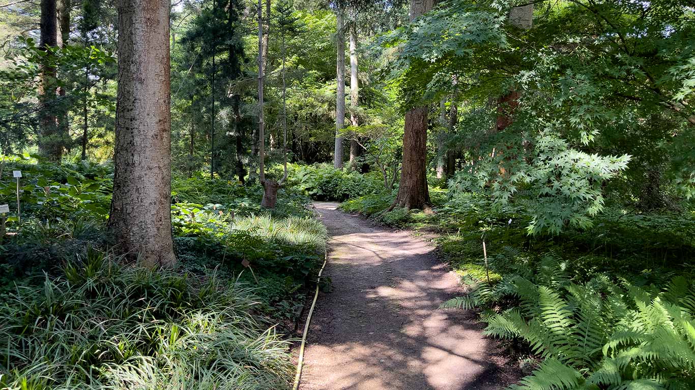 Botaniska trädgården i Berlin. Foto: Esbjörn Guwallius/Berlinow