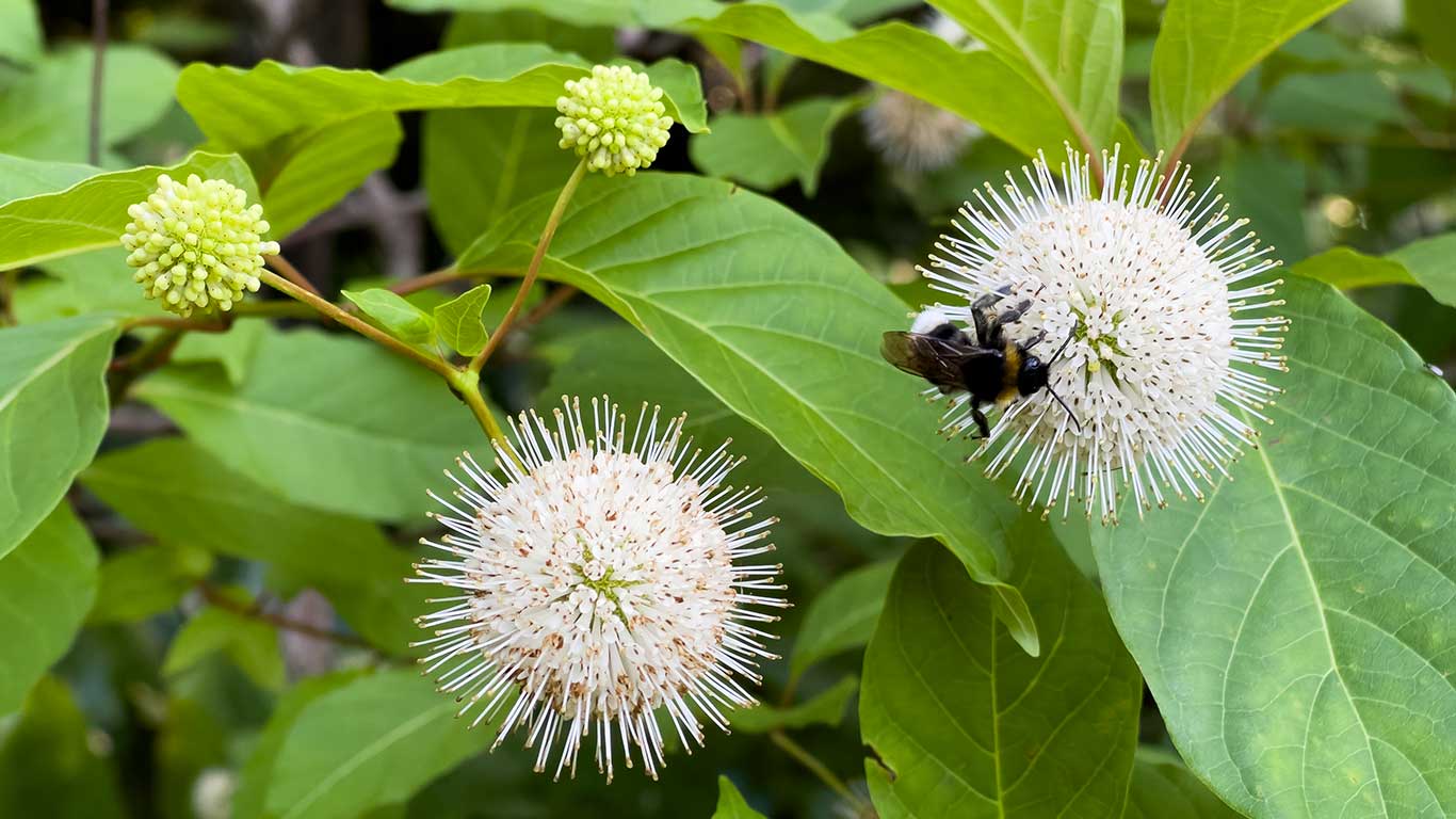 Botaniska trädgården i Berlin. Foto: Esbjörn Guwallius/Berlinow