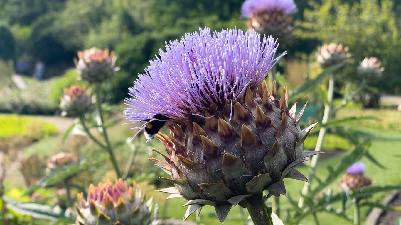 Botaniska trädgården i Berlin. Foto: Esbjörn Guwallius/Berlinow