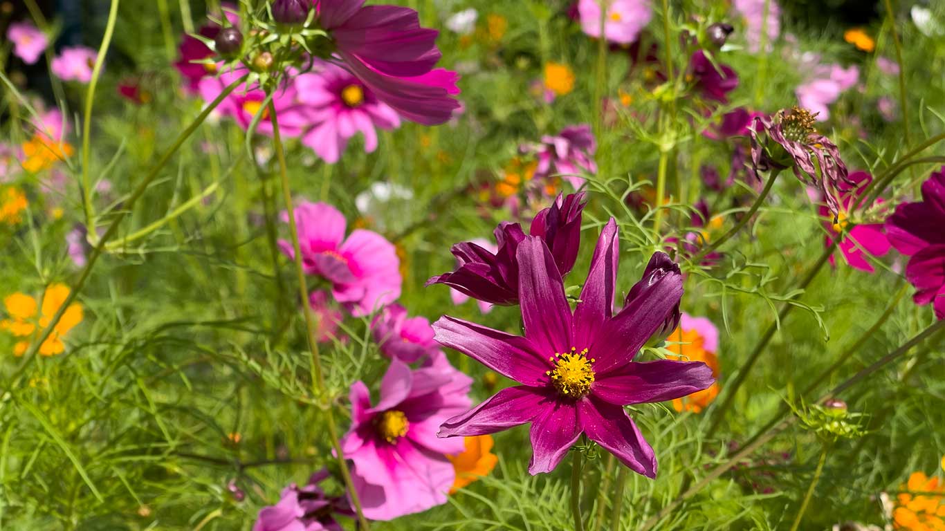 Botaniska trädgården i Berlin. Foto: Esbjörn Guwallius/Berlinow