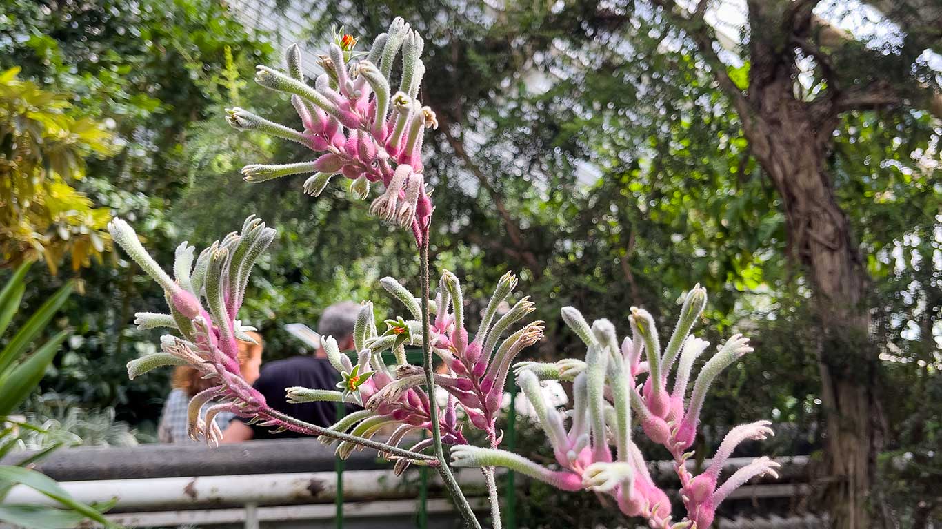 Botaniska trädgården i Berlin. Foto: Esbjörn Guwallius/Berlinow